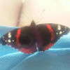 carmenmilton11